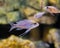 Silver juvenile fish in the aquarium with other silver juveniles in the background