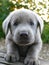 silver labrador puppy looks into camera