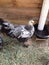 Silver laced Cochin chicken