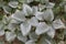 Silver leaf Chondrostereum purpureum. Symptoms of fungal disease on lilac leaves