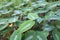 Silver Leaf Dwarf Elephant Ear plant - Colocasia Fallax