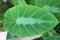 Silver Leaf Dwarf Elephant Ear plant - Colocasia Fallax