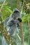 Silver Leaf Monkey