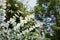 silver-leaved mountain gum, a plant of straggly tree or mallee that is endemic to southern New South Wales, Australia