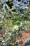 Silver-leaved mountain gum, a plant of straggly tree or mallee that is endemic to southern New South Wales, Australia