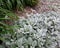 Silver Leaved Shrub