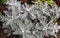 Silver leaves of the plant cineraria. Agriculture