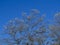 Silver leaves on a white poplar tree, Populus alba