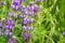 Silver Lupine Lupinus albifrons wildflowers blooming in south San Francisco bay area, San Jose, California