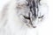 Silver Maine Coon cat on white background looking