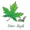 Silver Maple Acer saccharinum Leaf and samaras, hand drawn doo