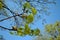 Silver Maple blooming twigs, blue spring sky background