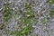 Silver Maple flowers on gray crushed stones, background texture