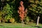 Silver maple is a tall tree from North America. It is valued for its attractive foliage and resistance to most weather whims. Its