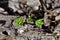 Silver maple tree new sprout growing in ground in forest, rotten leaves