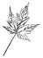 Silver Maple vintage illustration