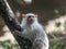 The Silver Marmoset, Callithrix argentata, is sitting on a branch