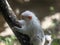 The Silver Marmoset, Callithrix argentata, is sitting on a branch