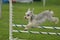 Silver Miniature Schnauzer at a Dog Agility Trial