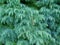 Silver Mist deodar cedar dwarf shrub background