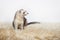 Silver mitt color female ferret in studio on white background