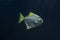 Silver moonyfish, silver moony, butter bream, diamondfish Monodactylus argentus.