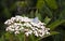 Silver Moth on Big Flower