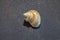 Silver-mouthed turban golden pearl snail shell Turbo argyrostomus