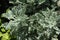 `Silver Mugwort` plant leaves - Tanacetum Argenteum