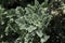 `Silver Mugwort` plant leaves - Tanacetum Argenteum