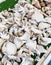 Silver mushrooms in a market in Paris France