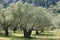 Silver olive tree
