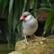 Silver opal colored java sparrow perched on the stone