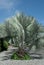 Silver Palm Tree