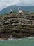 Silver pelican on the rocks