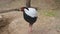 Silver pheasant in the farm coop