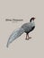 Silver Pheasant Gallophasis nycthemerus / vintage illustration