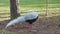 Silver Pheasant look for food on floor close people
