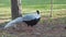 Silver Pheasant look for food on floor close people