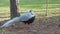 Silver Pheasant look for food on floor close people
