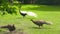 Silver pheasant male and female.