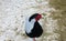 Silver pheasant among the melted spring snow on the street.