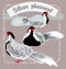 Silver Pheasants