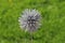 Silver plant decoration on blurry grass meadow