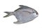 Silver pomfret