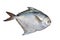 Silver pomfret fish, or white pomfret Pampus argenteus isolated on white background. Delicious butterfish.