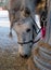 Silver pony eating hay in the snow.