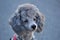Silver poodle - portrait - looks straight ahead