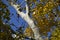 Silver poplar in autumn paint against the blue sky