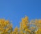 Silver poplar in autumn paint against the blue sky